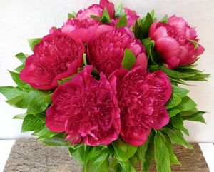 PIVOINE RED CHARM 45
